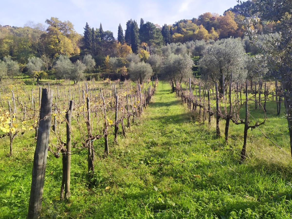 Fattoria Di Caticciano, Elegante Affittacamere Relax E Natura Vicino Firenze Pelago Екстер'єр фото